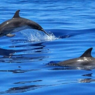 Dolphin Watching Tour