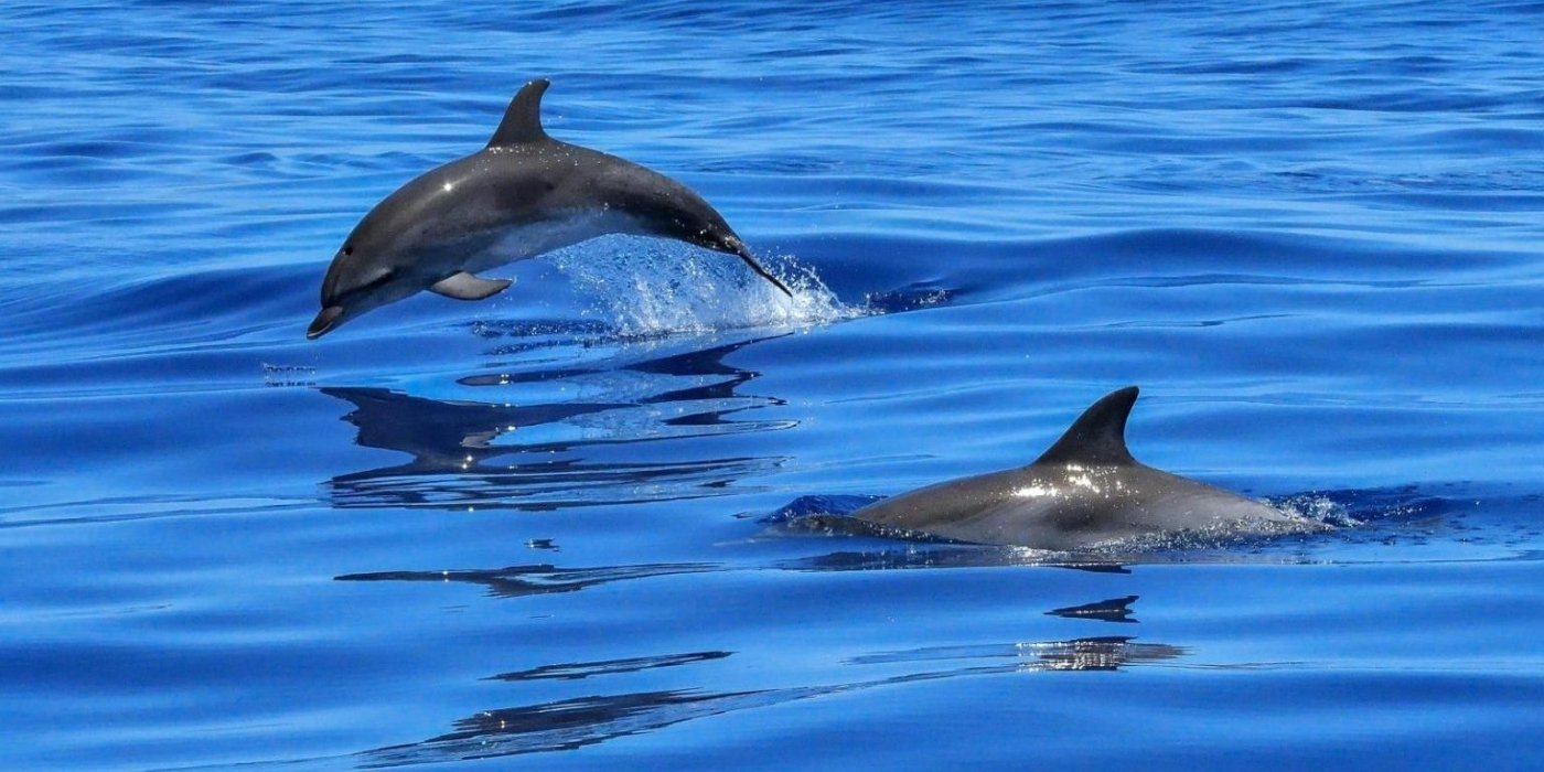 dolphin.jpg